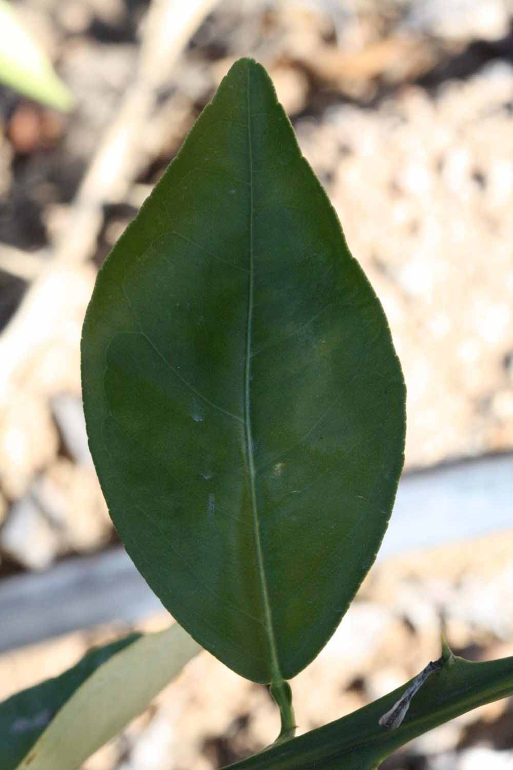              Shade leaves (Riverside, CA)       